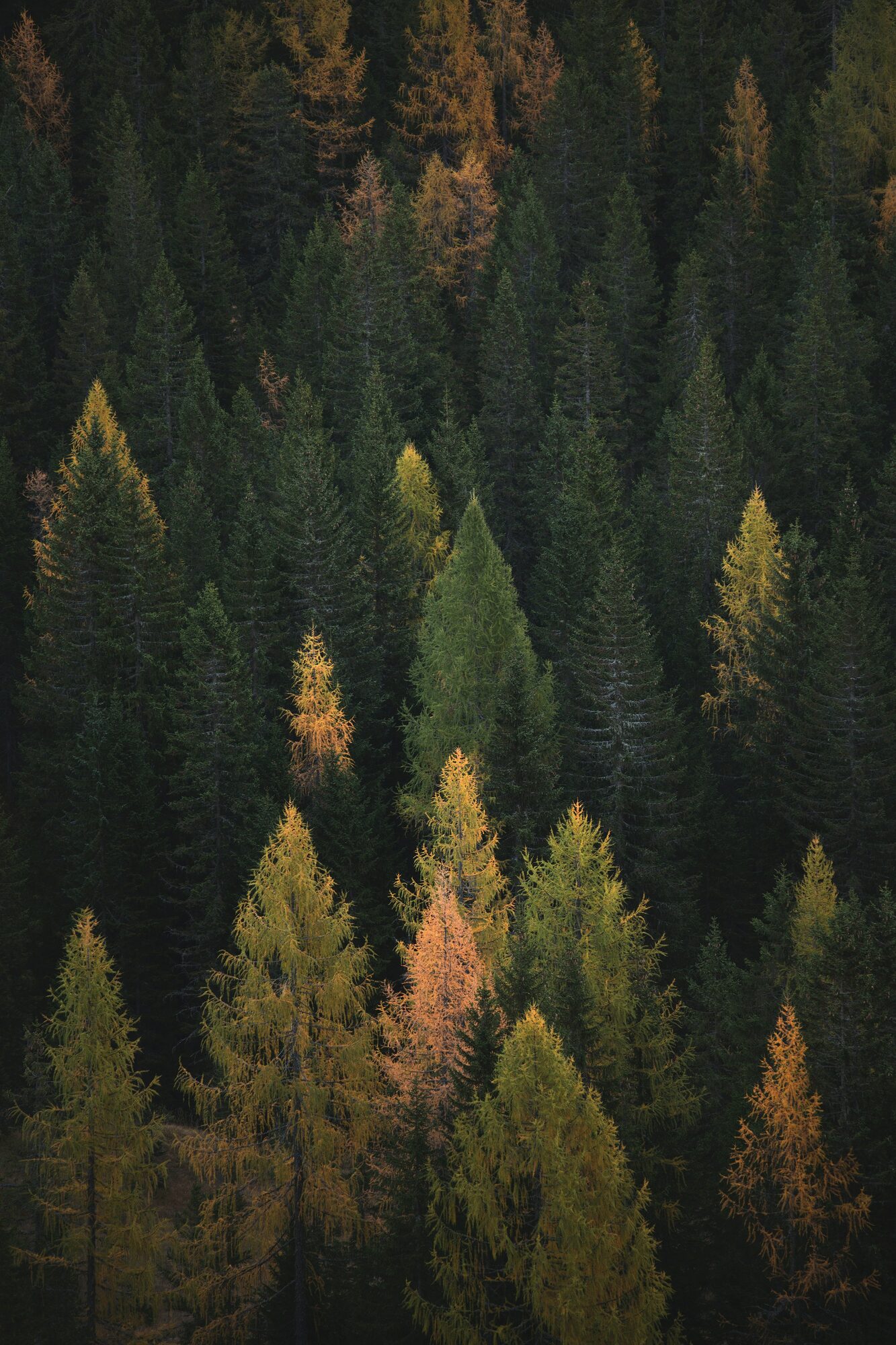 A dense conifer forest with golden larches among dark spruce