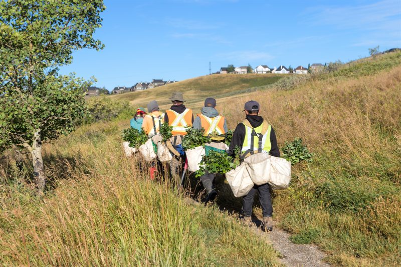 Corporate volunteers carrying seedling bags across a field