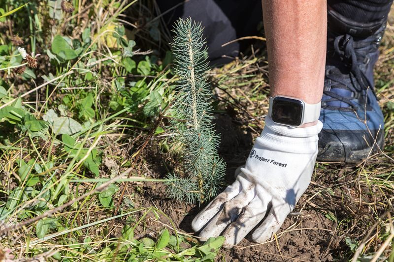 A gloved hand planting a spruce seedling