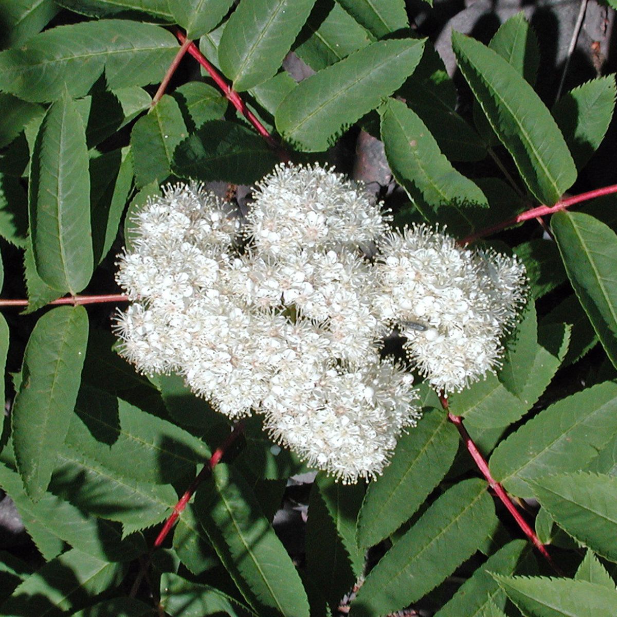 White flowers in bloom