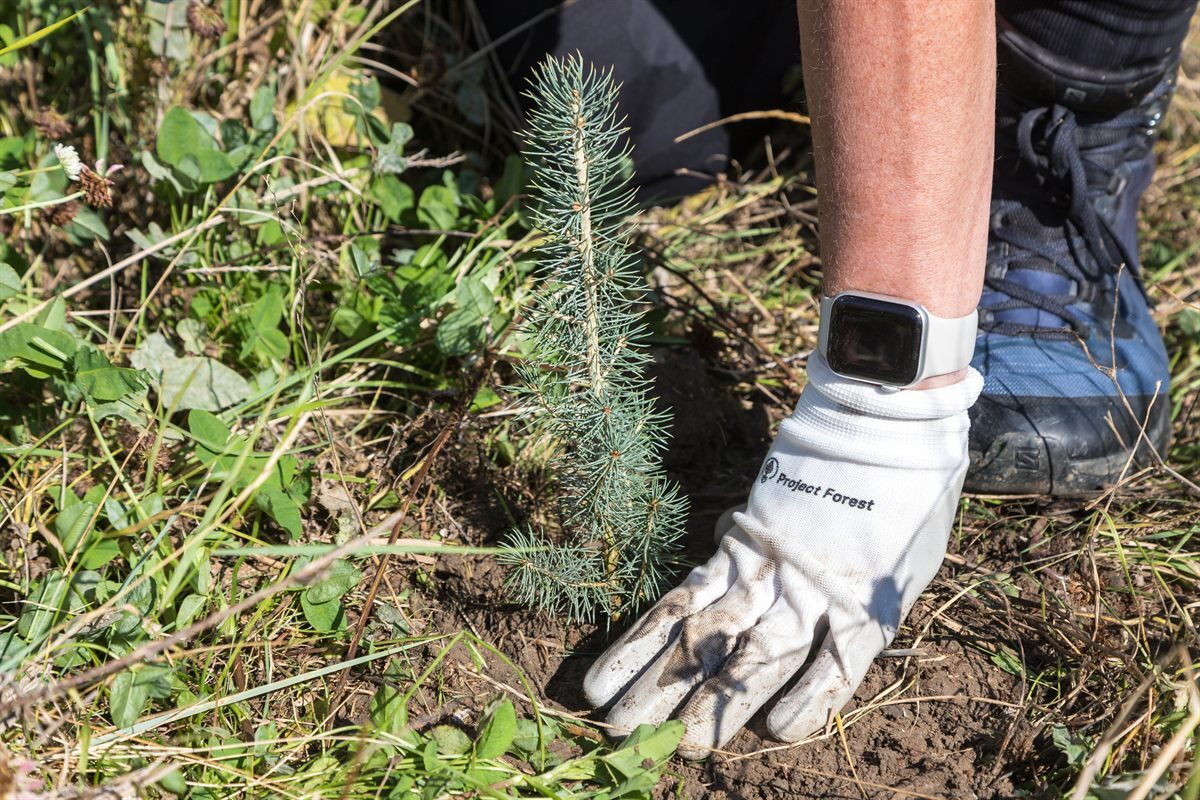 Planting a spruce seedling
