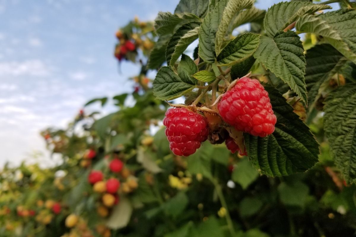 Ripe raspberries on the cane