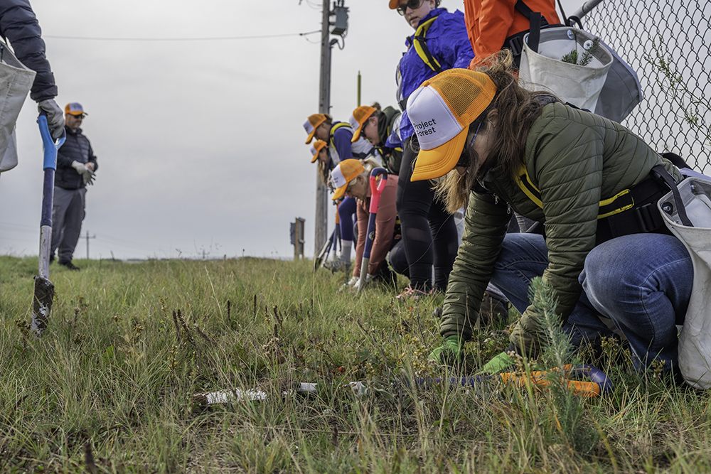 Volunteers in Project Forest caps planting seedlings