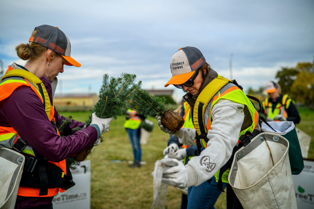 Two planters in safety vests sorting seedlings