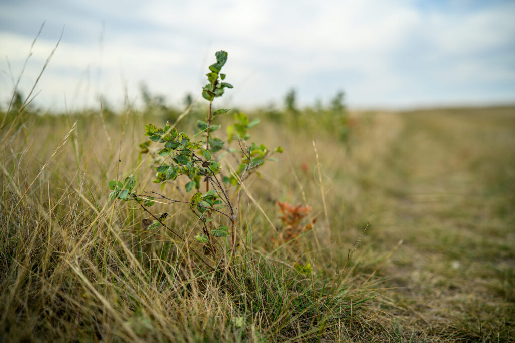 A young tree growing in a grassy field