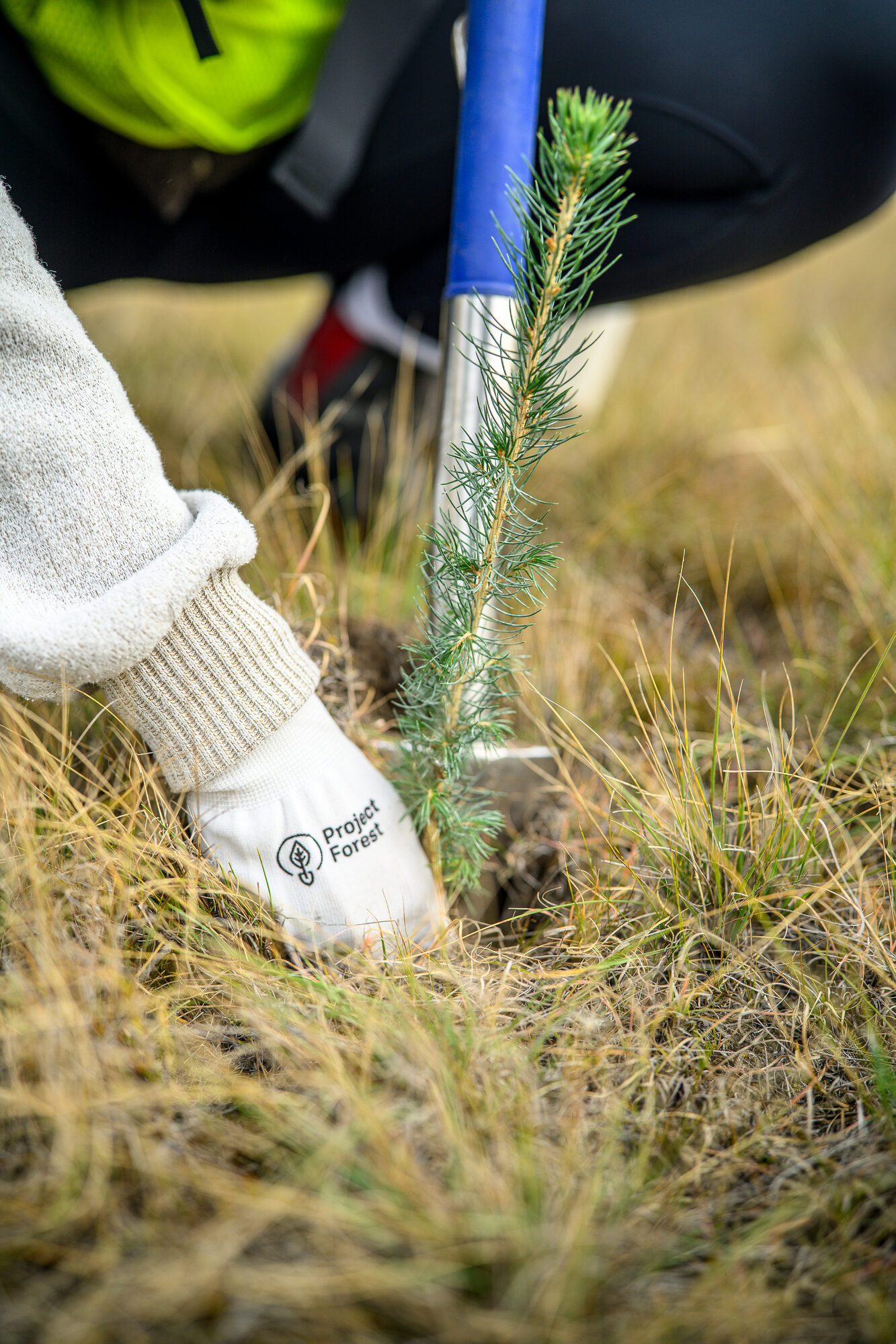 A gloved hand settling a seedling into the soil