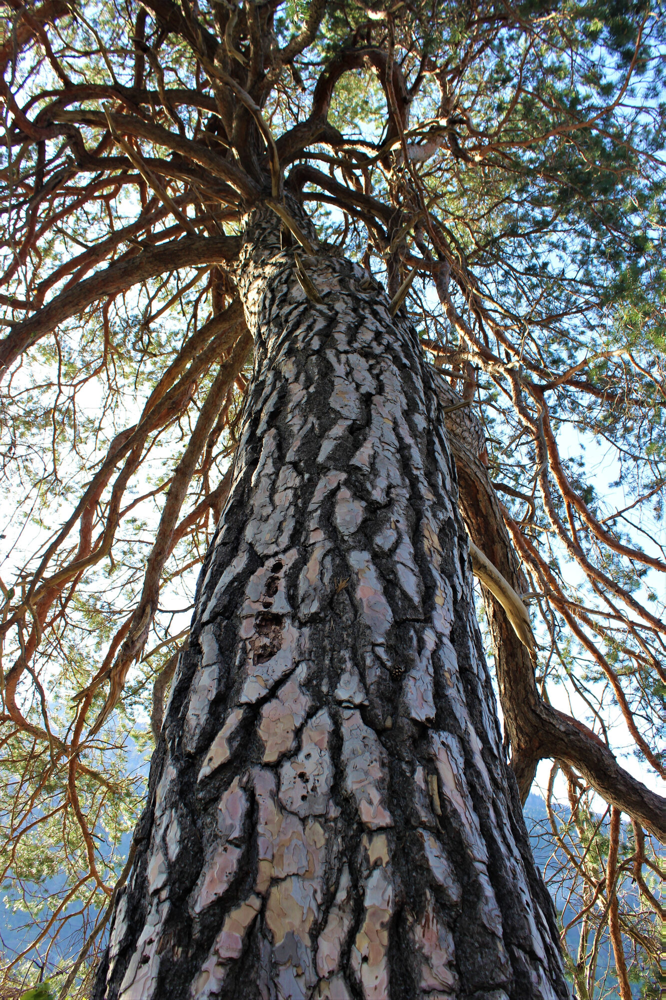 Looking up the trunk of a tall pine into its branches
