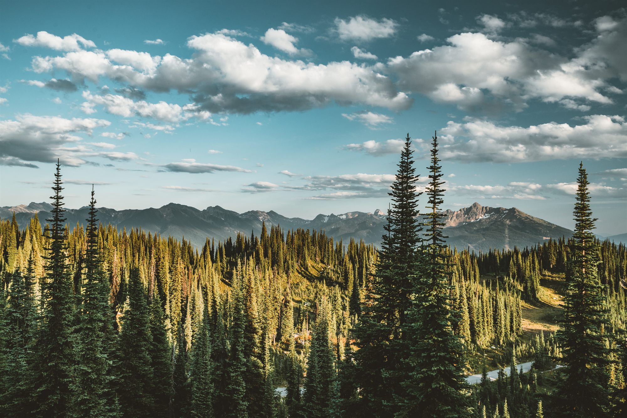 Evergreen forest below snow-capped mountains