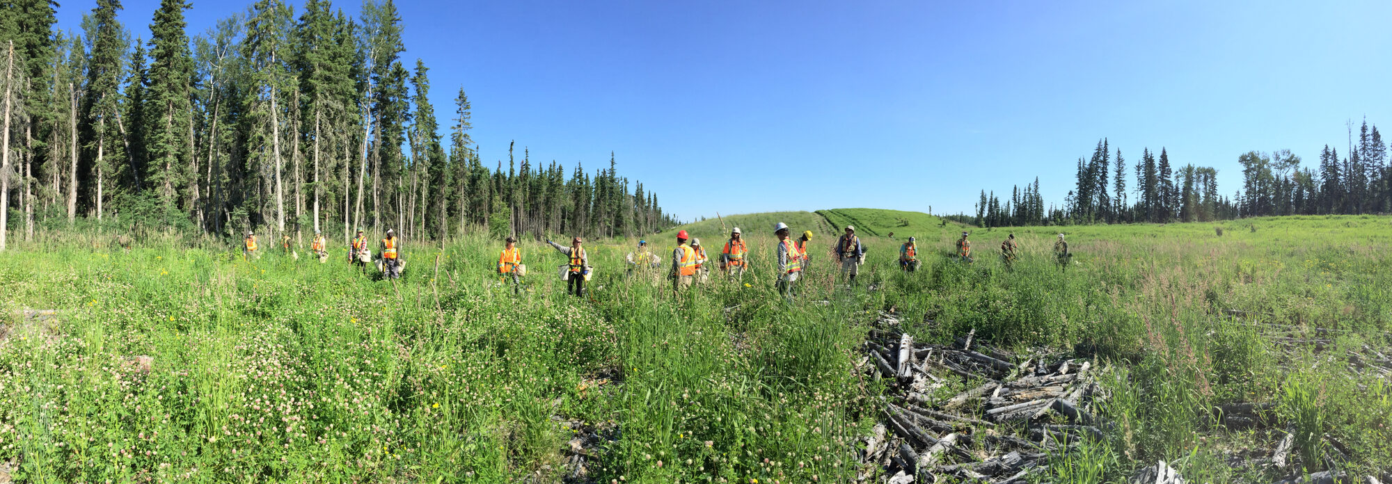 Junior Forest Wardens planting seedlings across a green field