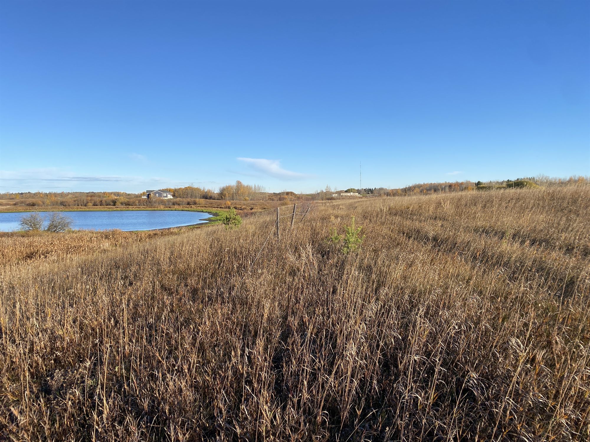 Prairie grass beside the lake at the Ma Matow Sakow Healing Forest site