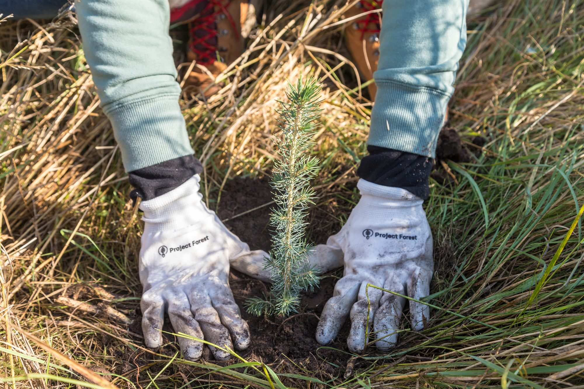 Gloved hands planting a spruce seedling