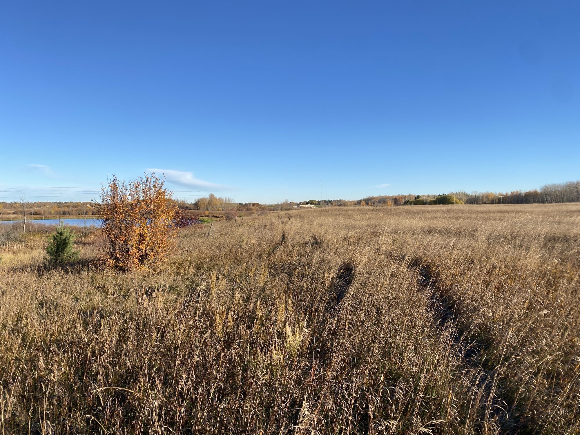 Rows of dry grass across the Ma Matow Sakow site before planting
