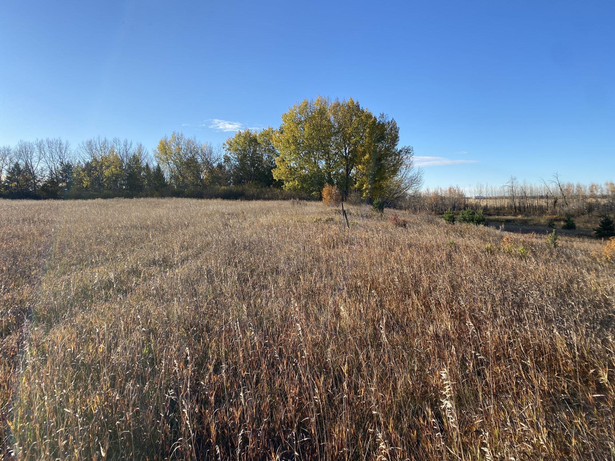 The Ma Matow Sakow site, a field of tall dry grass under a blue sky