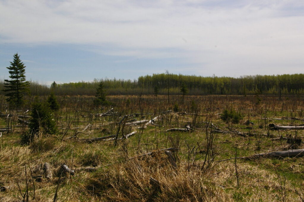 The Strathcona Forest project site