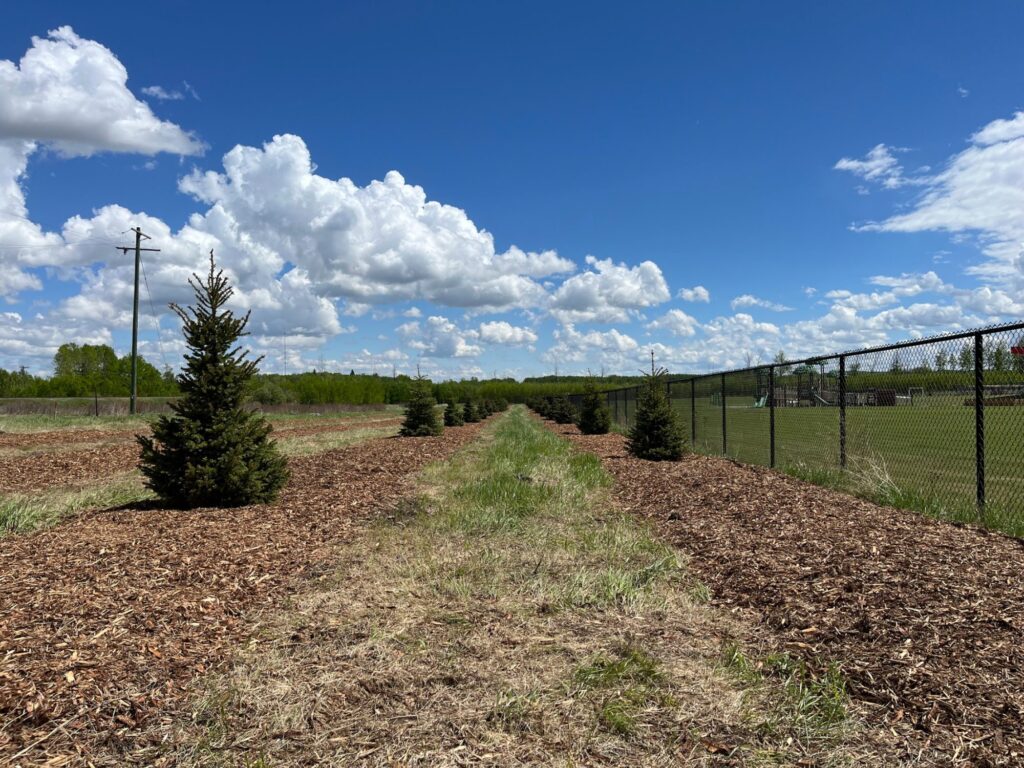 The Wihnemne School Forest project site