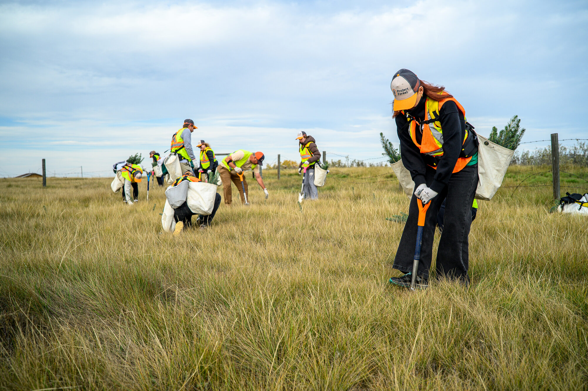 A volunteer plants a seedling with a planting shovel in a grassy field