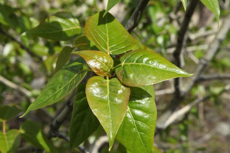 Balsam Poplar
