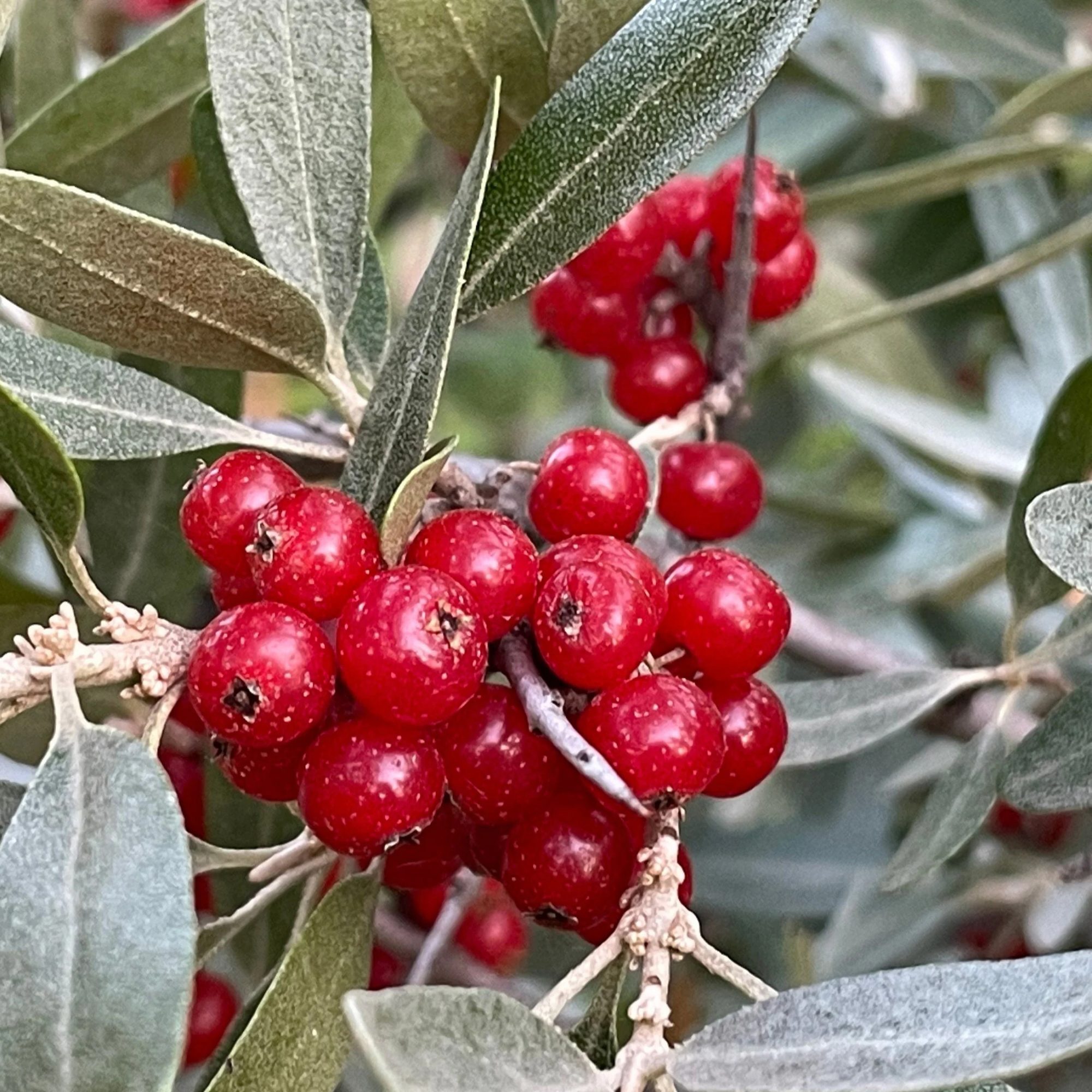 Red buffaloberries on a branch