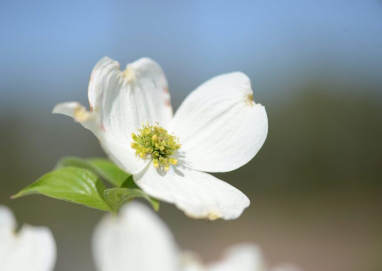 Dogwood