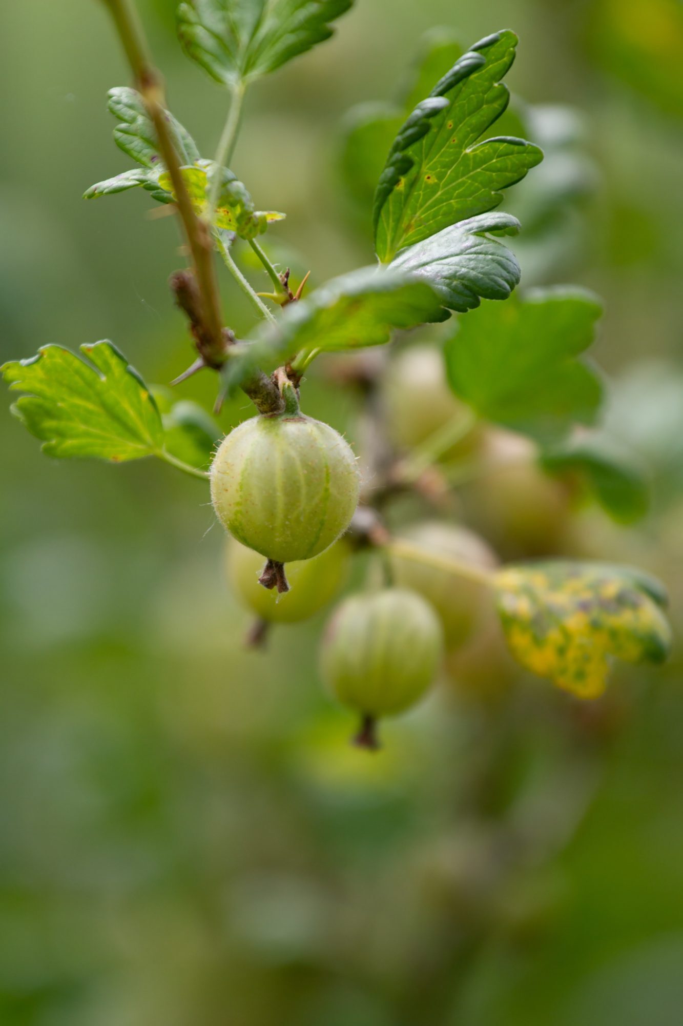 Green gooseberries on a branch