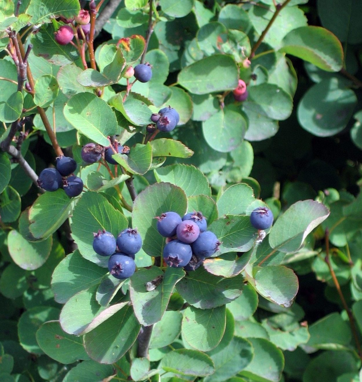 Ripe blue saskatoon berries among leaves