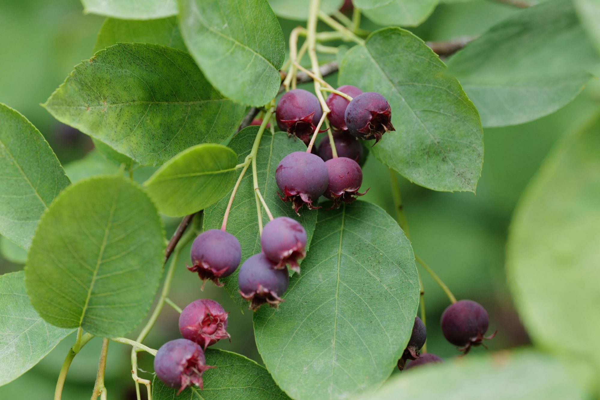 Ripening saskatoon berries