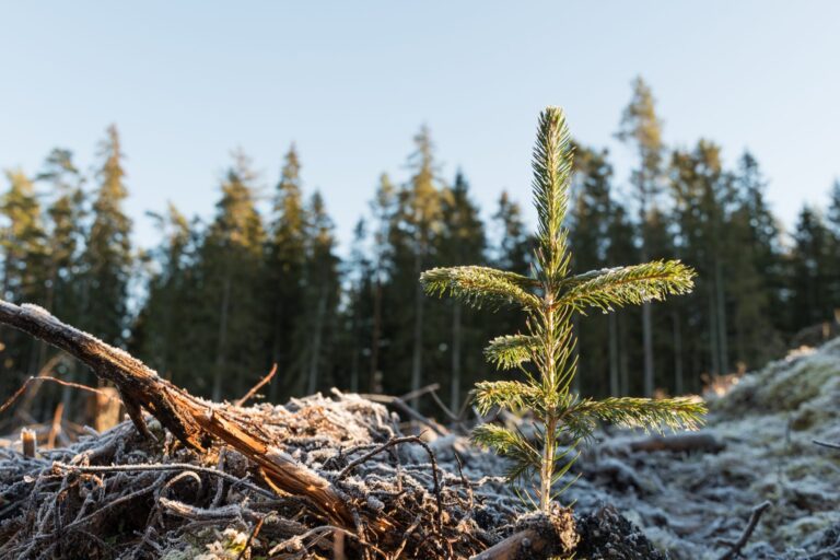 White Spruce