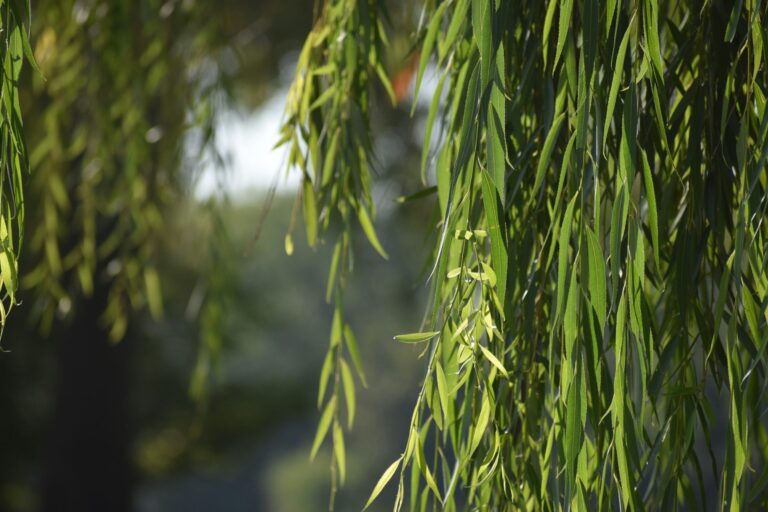 Willow