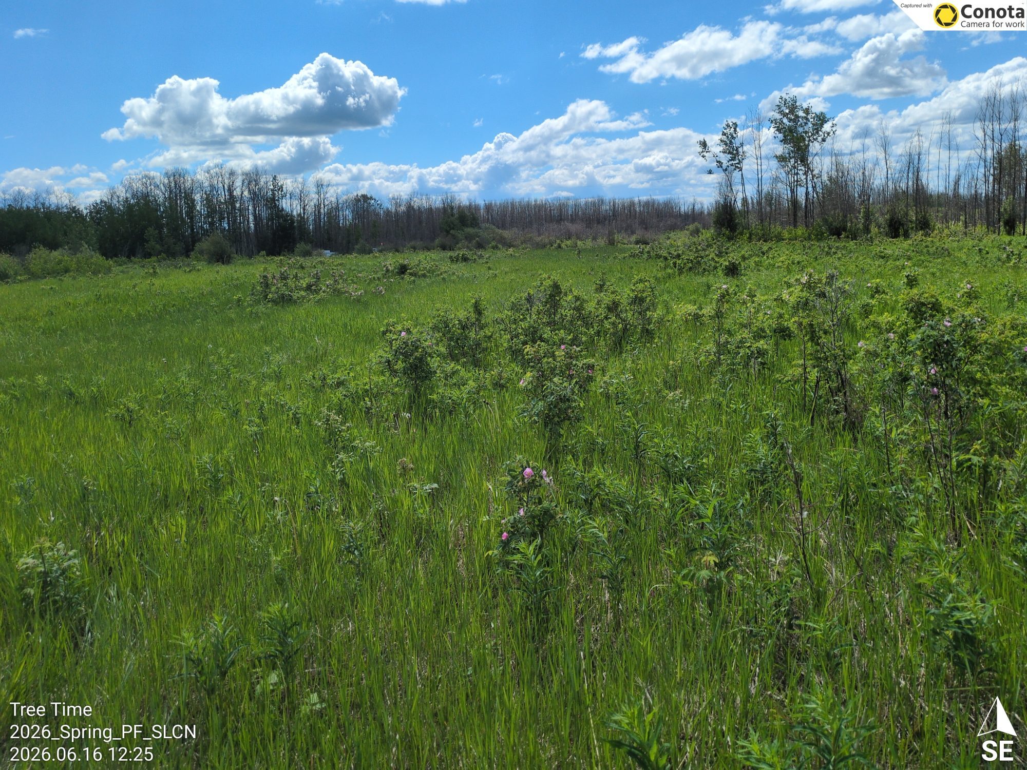 Green meadow and young trees at the Sturgeon Lake Cree Nation site